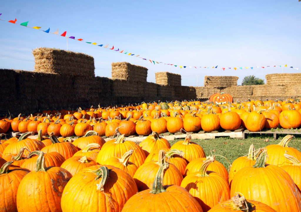 pumpkins at a farm