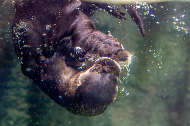 Otter at Zoo New York